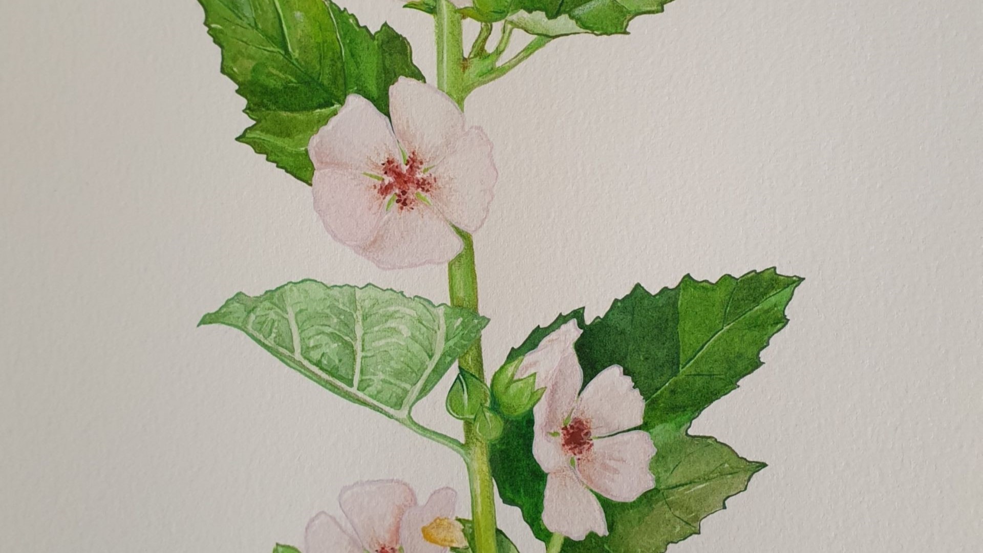 Sonderpreis4_041 Eibischblüten Aquarell (Marlies Vasicek)